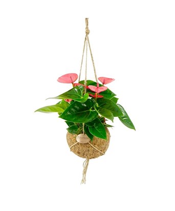Antoryum Çiçeği 60 cm